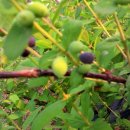 베리몽땅 이미지