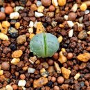 화이트래빗 이미지