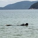 벌교부분정비 | 6월 거제도 급발진 3박4일 여행(with한화리조트_벨버디엄)