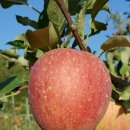 복수농장 이미지