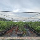 블루베리 여름전정 마무리 이미지