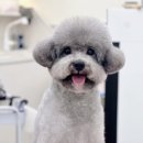 코코몽드 이미지