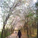 강아지와 뒤산 공원 벚꽃터널을 지나며(짧은 영상) 이미지