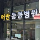 어반동물병원 | [찐 후기] 강아지 탈구수술 후 재활치료 (침 치료)