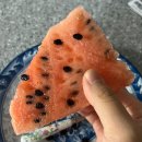 카츠백정왕점 | 24년 9월의 일상 조각 모음📸