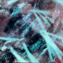 꽃피우개 이미지