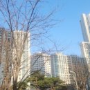 개나리아파트입구삼거리~유명아파트정문 | 일산도배 고양 킨텍스 원시티 35평형 DID나인벽지와 심부직의 조화 이틀간후기