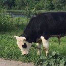 오로라핑크 이미지