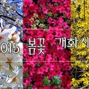 2015 봄꽃 개화시기 & 각지역 벚꽃축제 시기 이미지