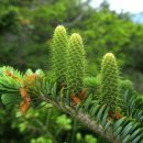 울릉푸른나무 이미지