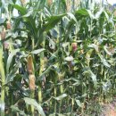 상순농장 이미지