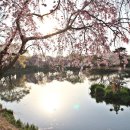 창녕 영산 만년교 이미지