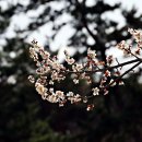 바람꽃공원 이미지