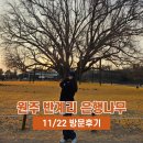 은행나무로 | 원주 반계리 은행나무 방문 후기 현재 상황 (11월 22일)