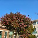 덕양6구마을회관 | 여수에 동백꽃이 활짝&amp; 여수 덕양 6구 마을에 생신봉사 다녀옴