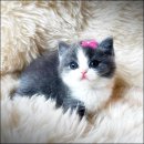 수원고양이전문분양 아임캣 (I'M CAT) | 먼치킨분양 천안고양이분양 퍼스트캣 본점.