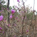 거류산의 봄꽃 이미지