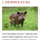 아프리카 돼지열병의 심각성 (부제: 우리나라의 돼지는 다 사라진다) 이미지