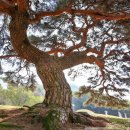 서창 소나무 이미지