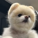 복대박 이미지