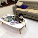 스타덤 펫살롱 이미지