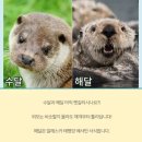 해달 이미지