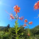 소백산(小白山) 초암사(草庵寺)//참나리꽃 이미지