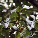 푸조와곰솔 이미지