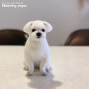 귀여운강아지 이미지