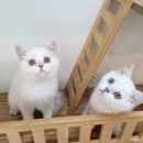 고양이전문점 허니캣 이미지