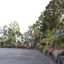 배달돼지 이미지