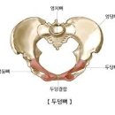 치골 통증 원인 및 대처법 (치골통, 위치). 이미지