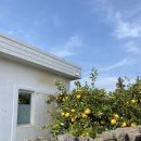 제주에산다면 이미지