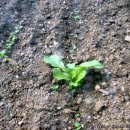 내지농장 이미지