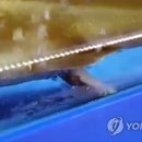 속초 상어 수족관서 출산 동영상 SNS 화제 이미지