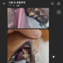 서울준동물병원 이미지