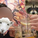 비비큐 ( 하양점 ) | [하양] 오사카데스 | 가성비 좋은 하양 술집