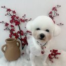 뽀드미엘 | 대구 성당동 애견미용 뽀드미엘 스트레스 없이 강아지 미용 잘하는 곳 비숑 곰돌이컷 후기