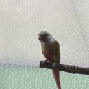 도그피아 애견 훈련 학교 이미지