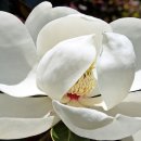 예산읍043 Daum카페