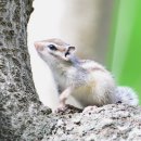 아기다람쥐 이미지