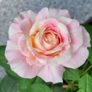 대륜농장 | 클로드 모네 (보유)