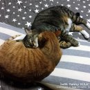 그루밍 타임 이미지