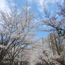 류현진 거리 | 가좌동 송림동 벚꽃 볼만한 곳 추천ㅣ가좌이음숲 벚꽃 실시간ㅣ벚꽃근황ㅣ류현진거리ㅣ4월 6일 벚꽃 현황