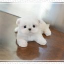 송이로14길 이미지