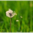 평화로운나날 이미지