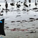 La grippe aviaire est-elle dangereuse pour les humains ? 이미지