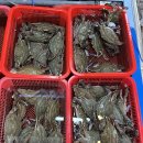 남철 | [대전 태평시장 남철수산]싱싱한 생선가게 추천