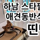 펫 필드 호텔 이미지