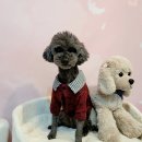 개린이 유치원 이미지